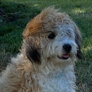 Meet your Posher, Renee